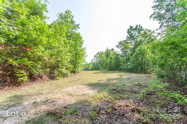a view of a forest with trees in the background