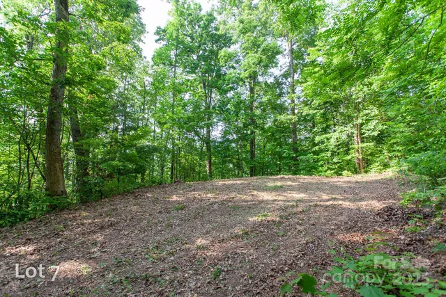 a view of a forest with trees in the background
