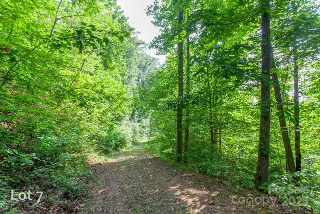 a view of a yard with plants and a large tree