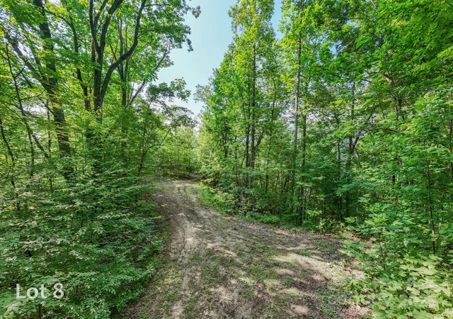 a view of a lush green forest