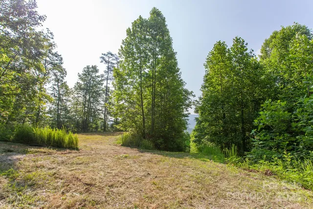 a view of a trees with a tree