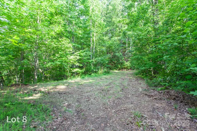 a view of a lush green forest