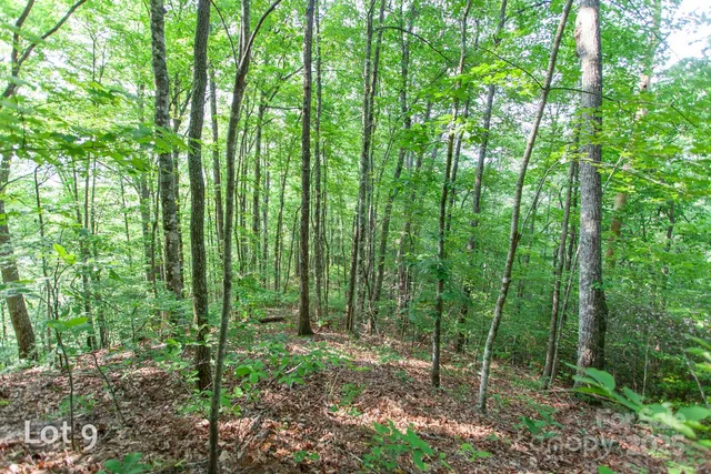 a view of a lush green forest with lots of trees