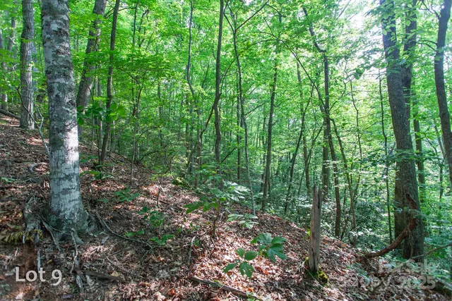 a view of a lush green outdoor space with a mountain in the background