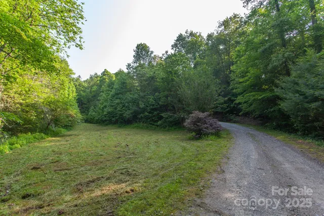 a view of a yard with plants and trees