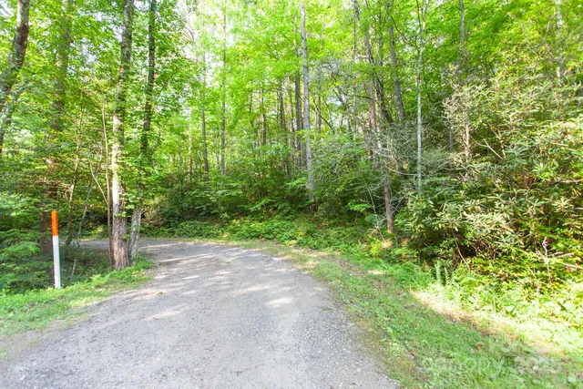 a view of a forest with trees in the background