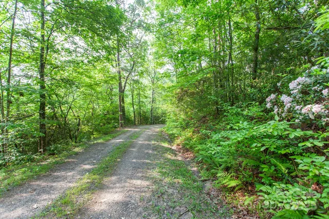 a view of a yard with plants and a tree