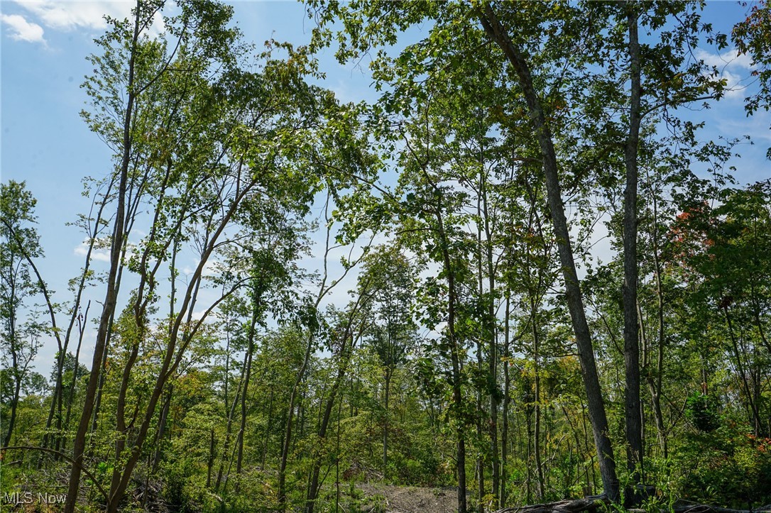 View of local wilderness