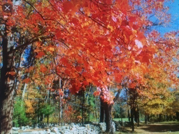 45 Widow Rites Lane Sudbury, MA 01776 - Photo 10 of 19 a view of road with trees