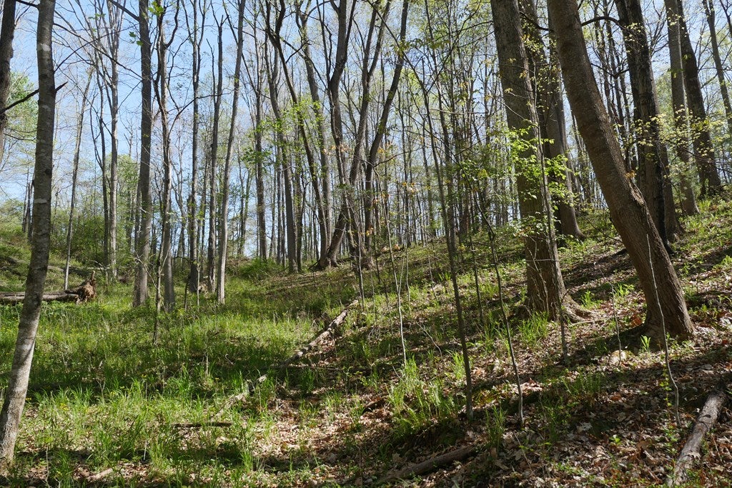 Tbd Camp Road Sugar Grove, VA 24375 - Photo 49 of 67 Gallery Image 49