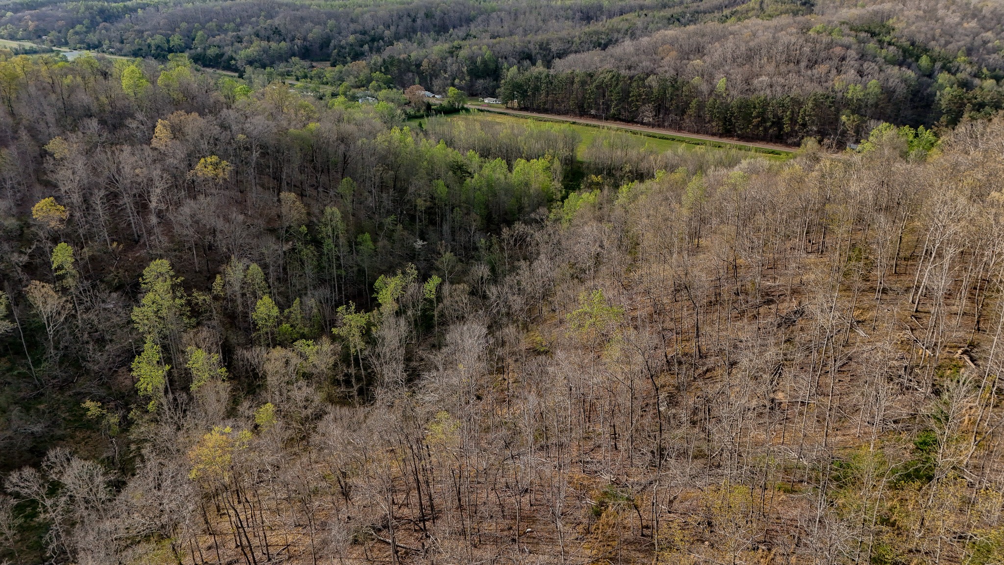 1755 Williams Road Centerville, TN 37033 - Photo 21 of 24 a view of a lush green forest with lots of trees