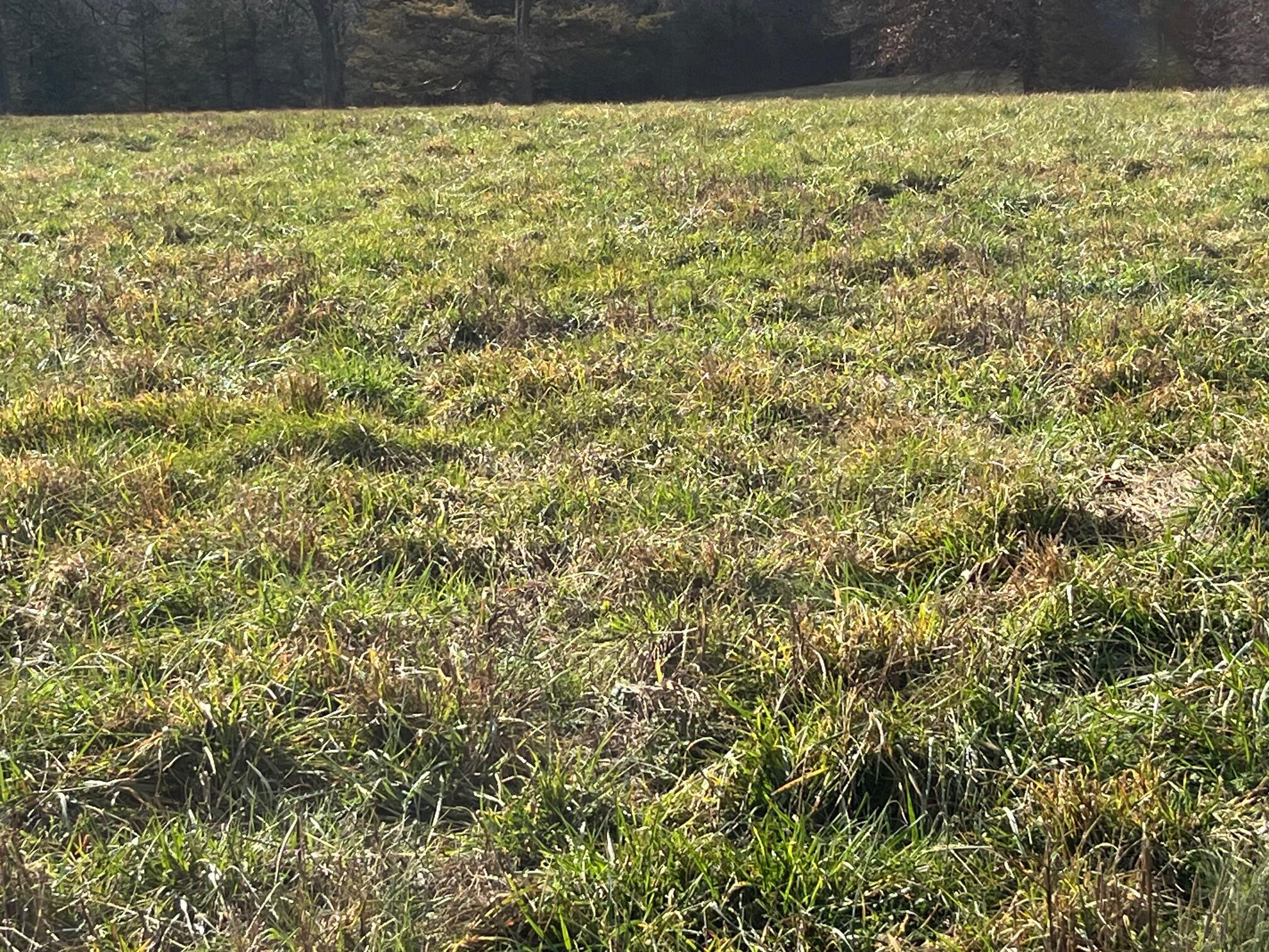 615 Thomas Hollow Road Exeter, MO 65647 - Photo 63 of 82 Excellent grass land