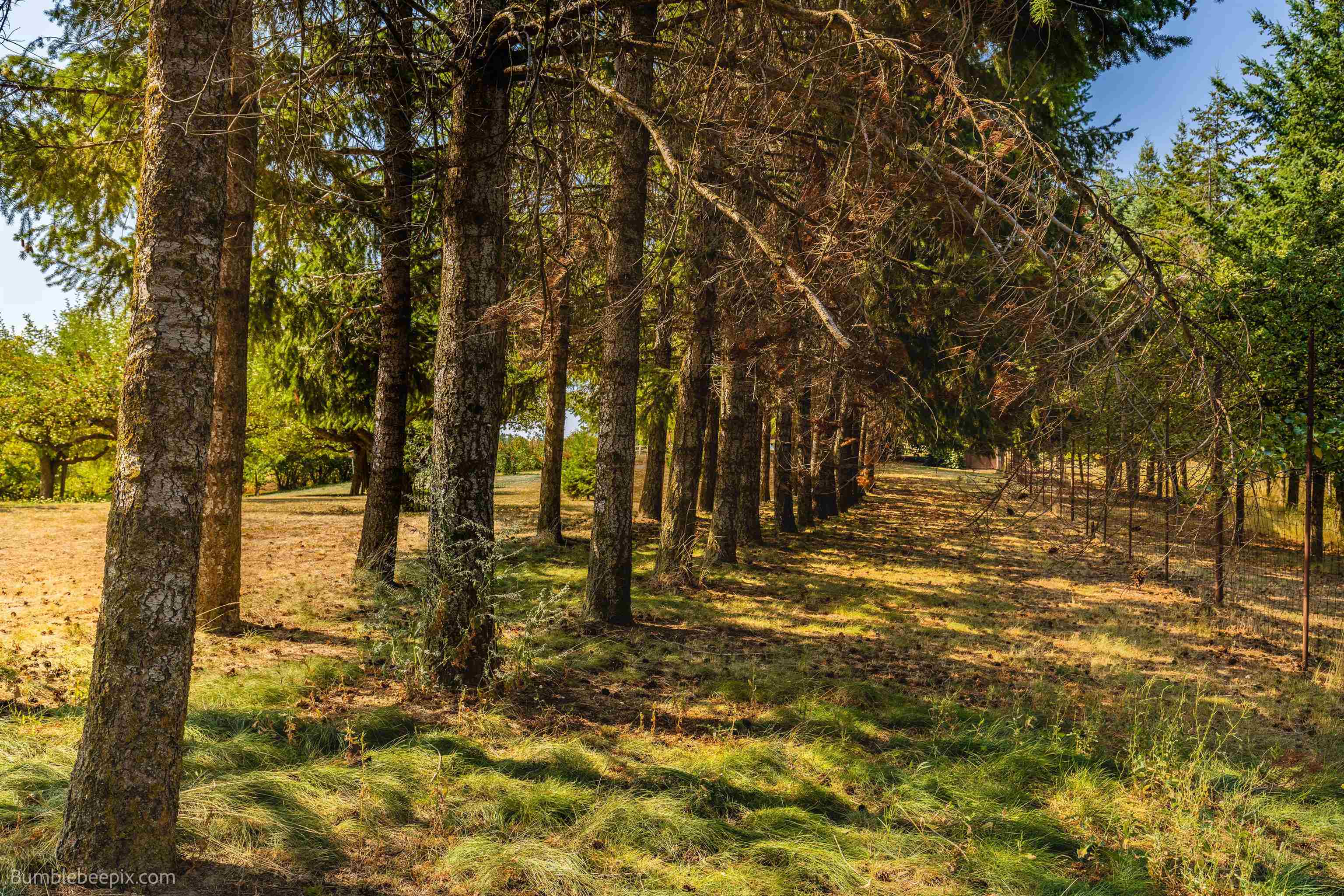 10806 North Morrison Road Spokane, WA 99217 - Photo 19 of 44