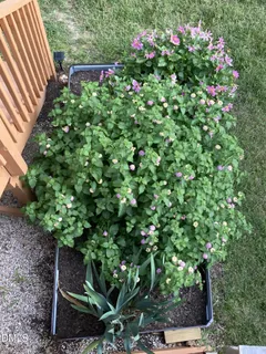 $349,900 | 316 Misty Groves Circle, Morrisville, NC 27560