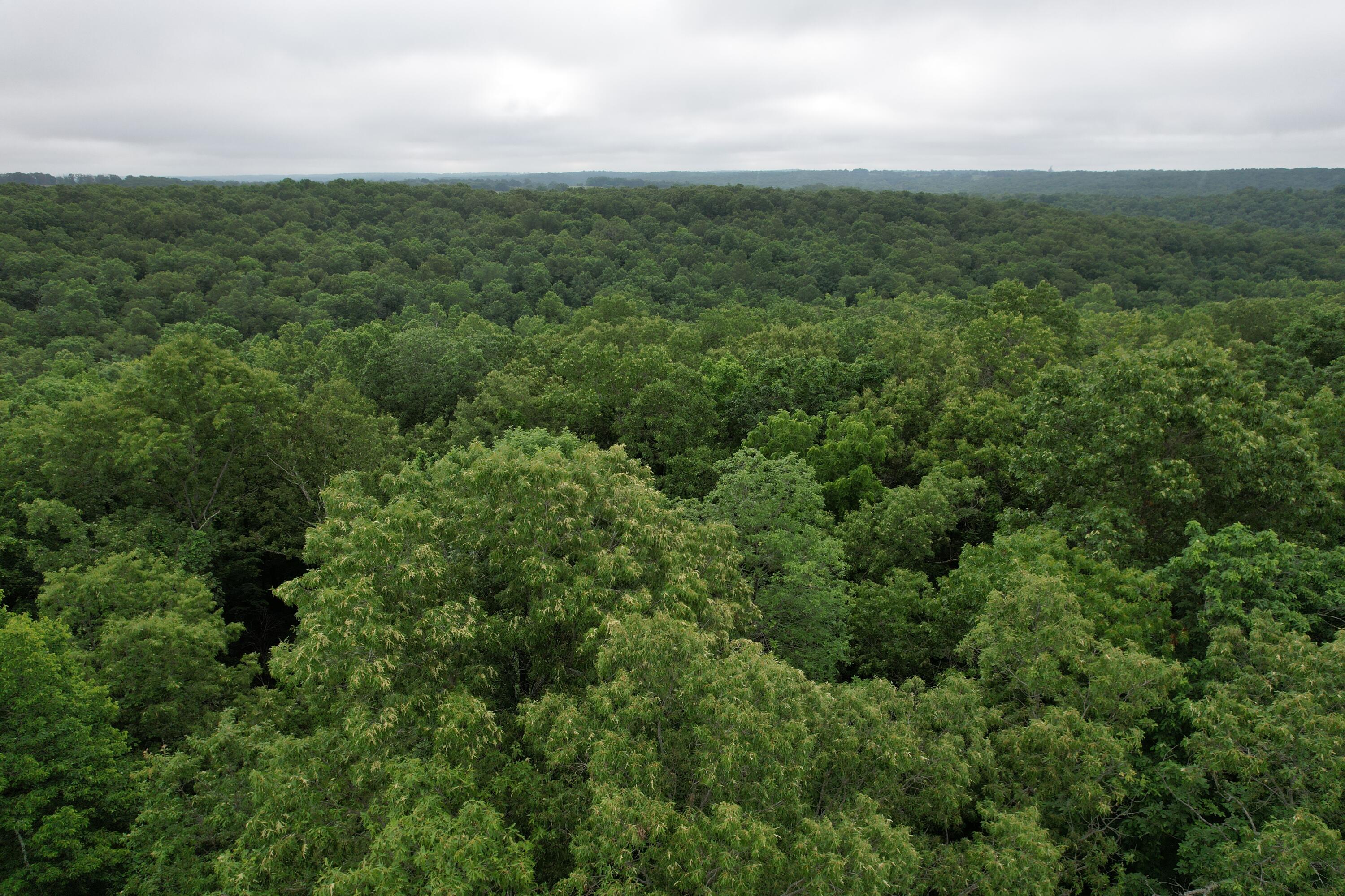 0 State Rte YY Caulfield, MO 65626 - Photo 16 of 21 DJI_0759