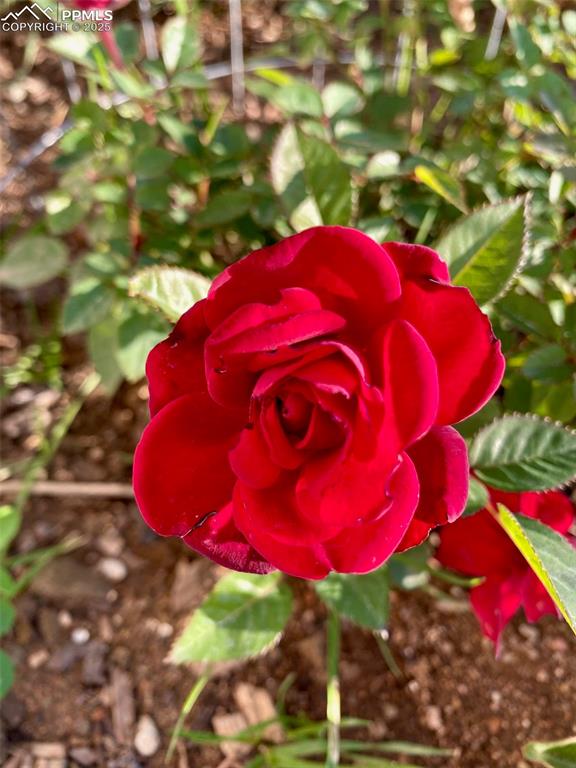 311 Knickerbocker Road Silver Cliff, CO 81252 - Photo 48 of 50