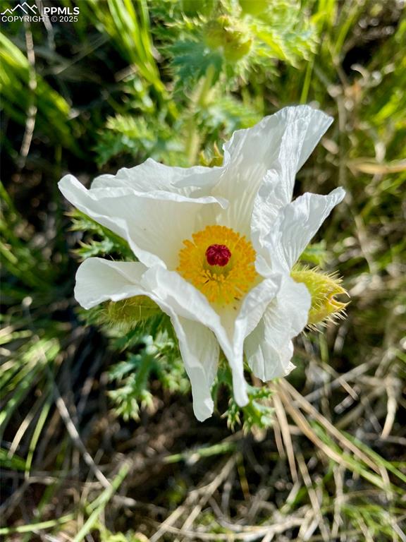 311 Knickerbocker Road Silver Cliff, CO 81252 - Photo 49 of 50 a view of statue