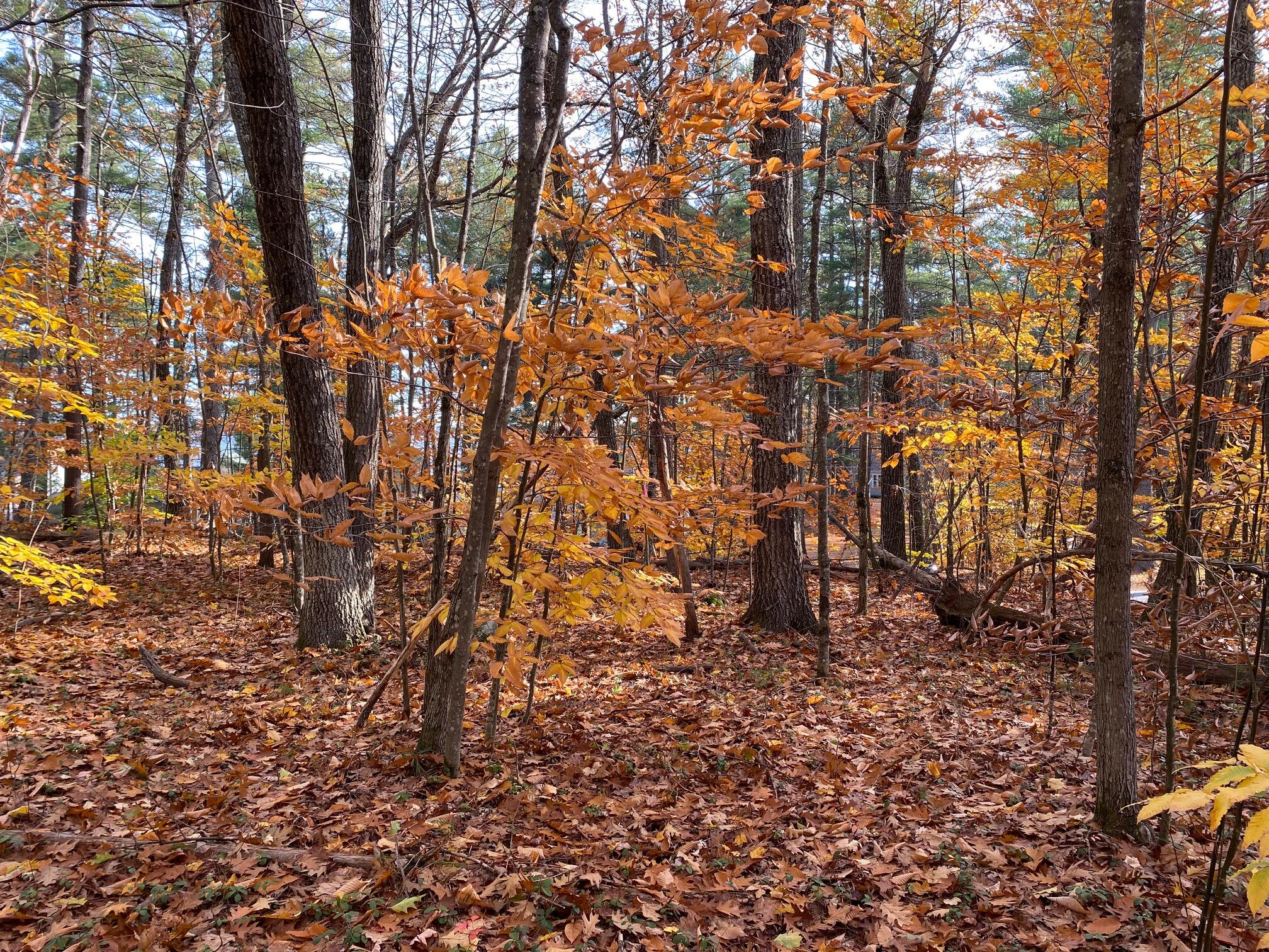 0 Sebago Road Sebago, ME 04029 - Photo 5 of 13 IMG_6504