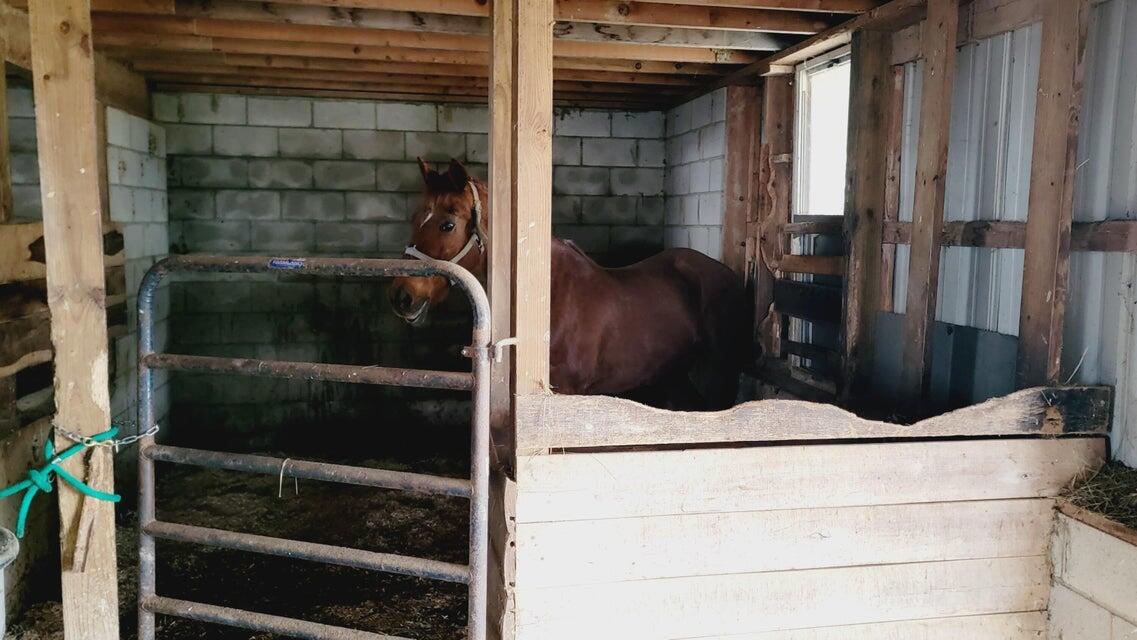 572 Butler Branch Road Flemingsburg, KY 41041 - Photo 23 of 34 Horse Barn 4