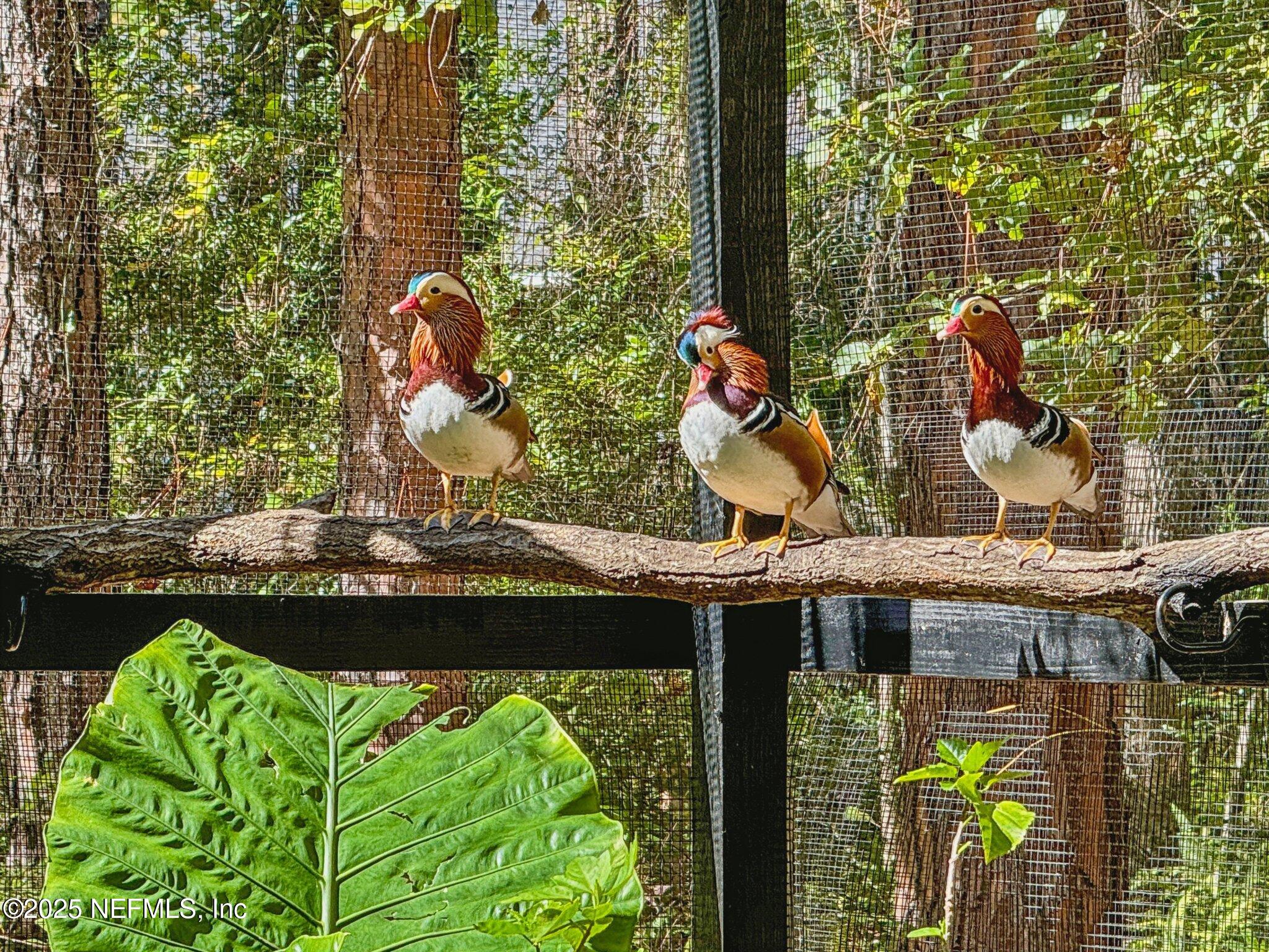 1265 Whispering Pines Road St. Johns, FL 32259 - Photo 39 of 49 Mandarin Ducks