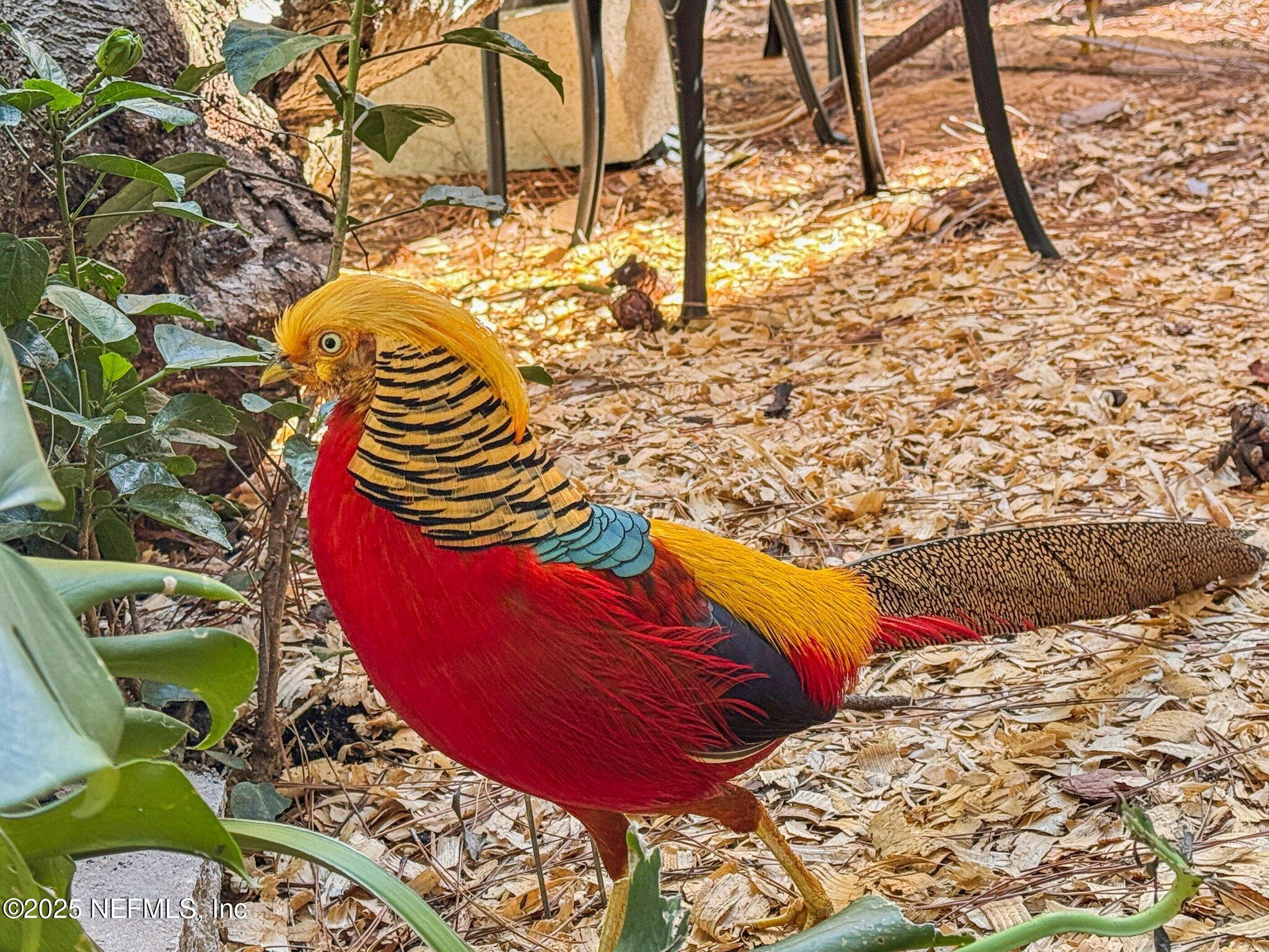 1265 Whispering Pines Road St. Johns, FL 32259 - Photo 40 of 49 Pheasants