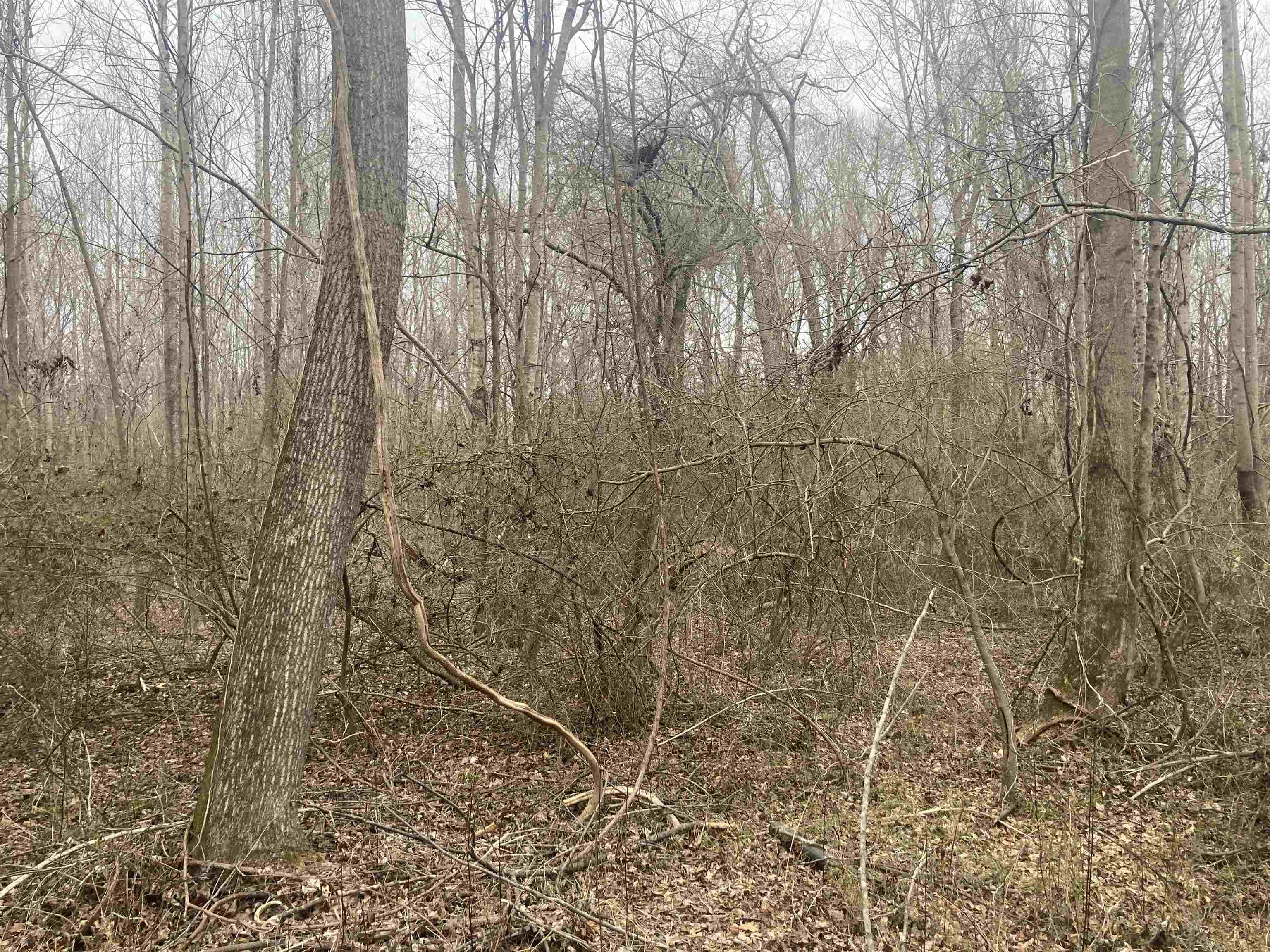 167 Rockingham Road Duncan, SC 29334 - Photo 8 of 9