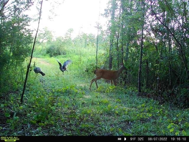 Hoyle Bryars Road Perdido, AL 36562 - Photo 3 of 12