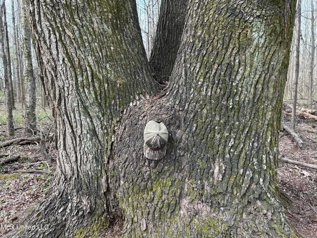 $3,475,650 | 448 Ms, Shaw, MS 38773