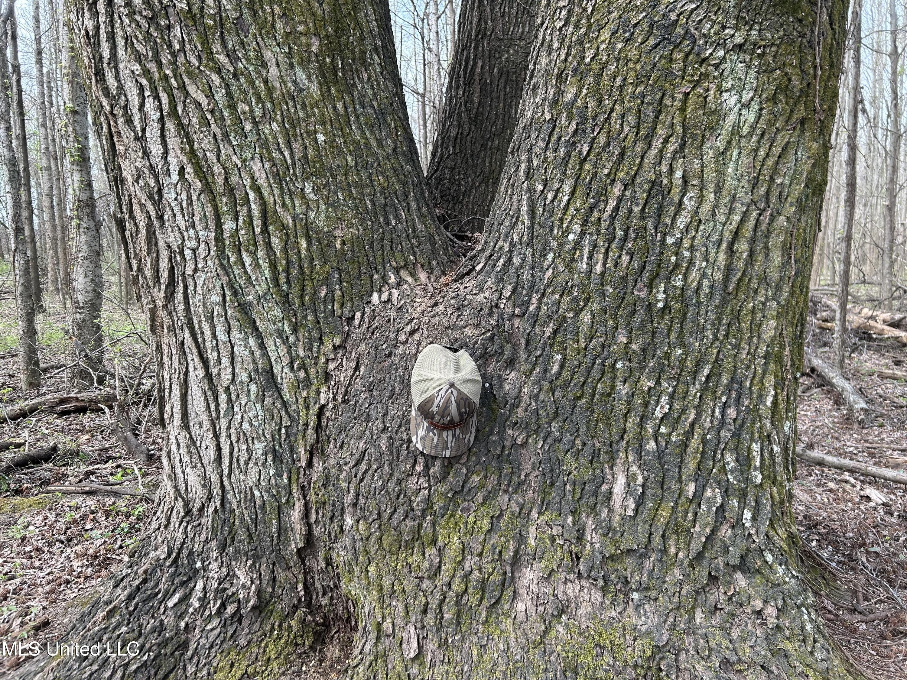 448 Ms Shaw, MS 38773 - Photo 19 of 53 Photo Mar 28 2025, 11 21 02 AM