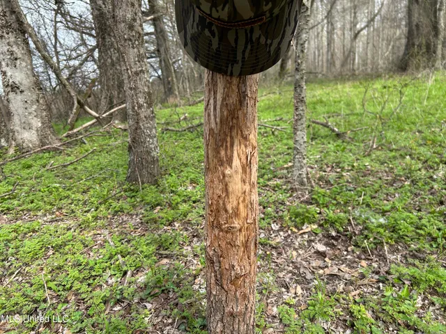 $3,475,650 | 448 Ms, Shaw, MS 38773