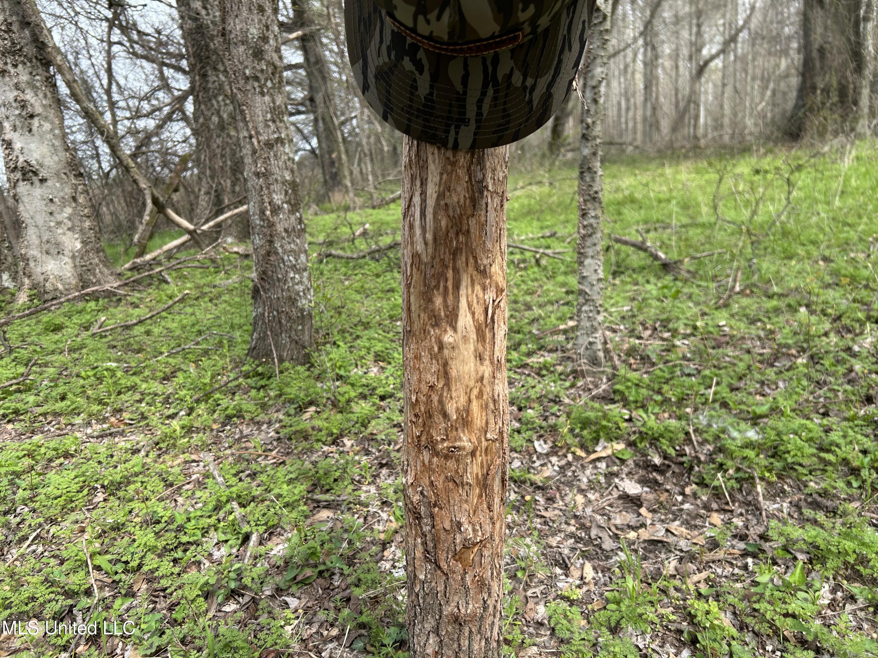 448 Ms Shaw, MS 38773 - Photo 22 of 53 Photo Mar 28 2025, 11 26 19 AM