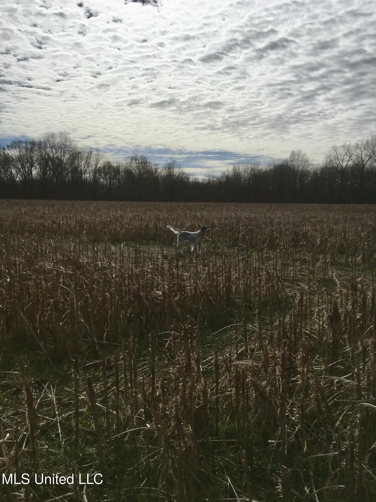 448 Ms Shaw, MS 38773 - Photo 44 of 53 IMG_1249