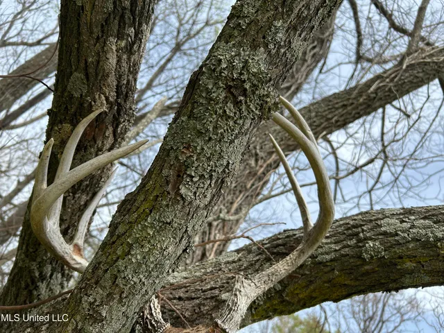 $3,475,650 | 448 Ms, Shaw, MS 38773