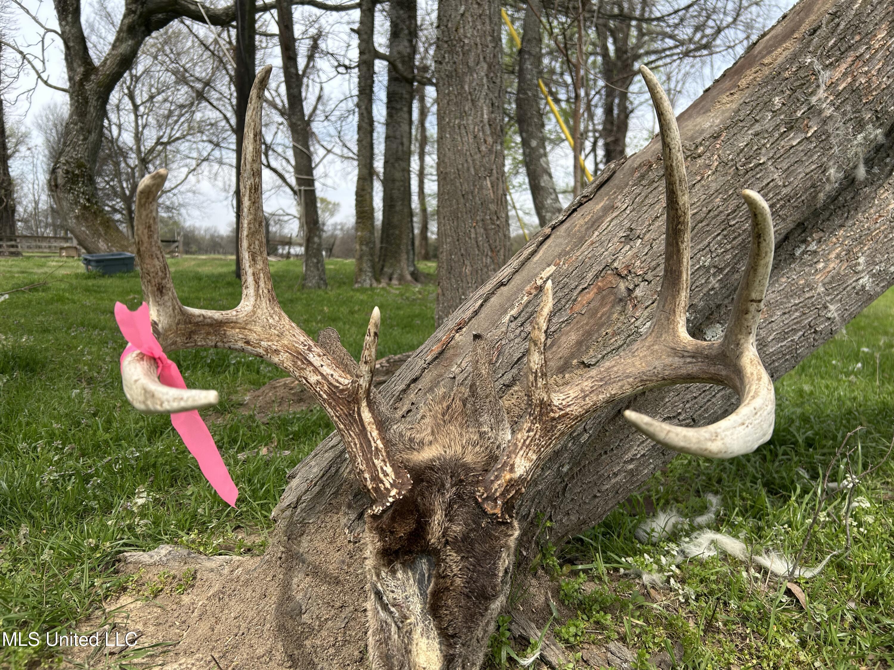 448 Ms Shaw, MS 38773 - Photo 50 of 53 Photo Mar 28 2025, 11 59 03 AM