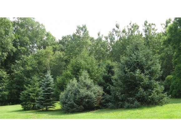 446 Halls Hill Road Alton, NH 03809 - Photo 15 of 33 Gallery Image 15