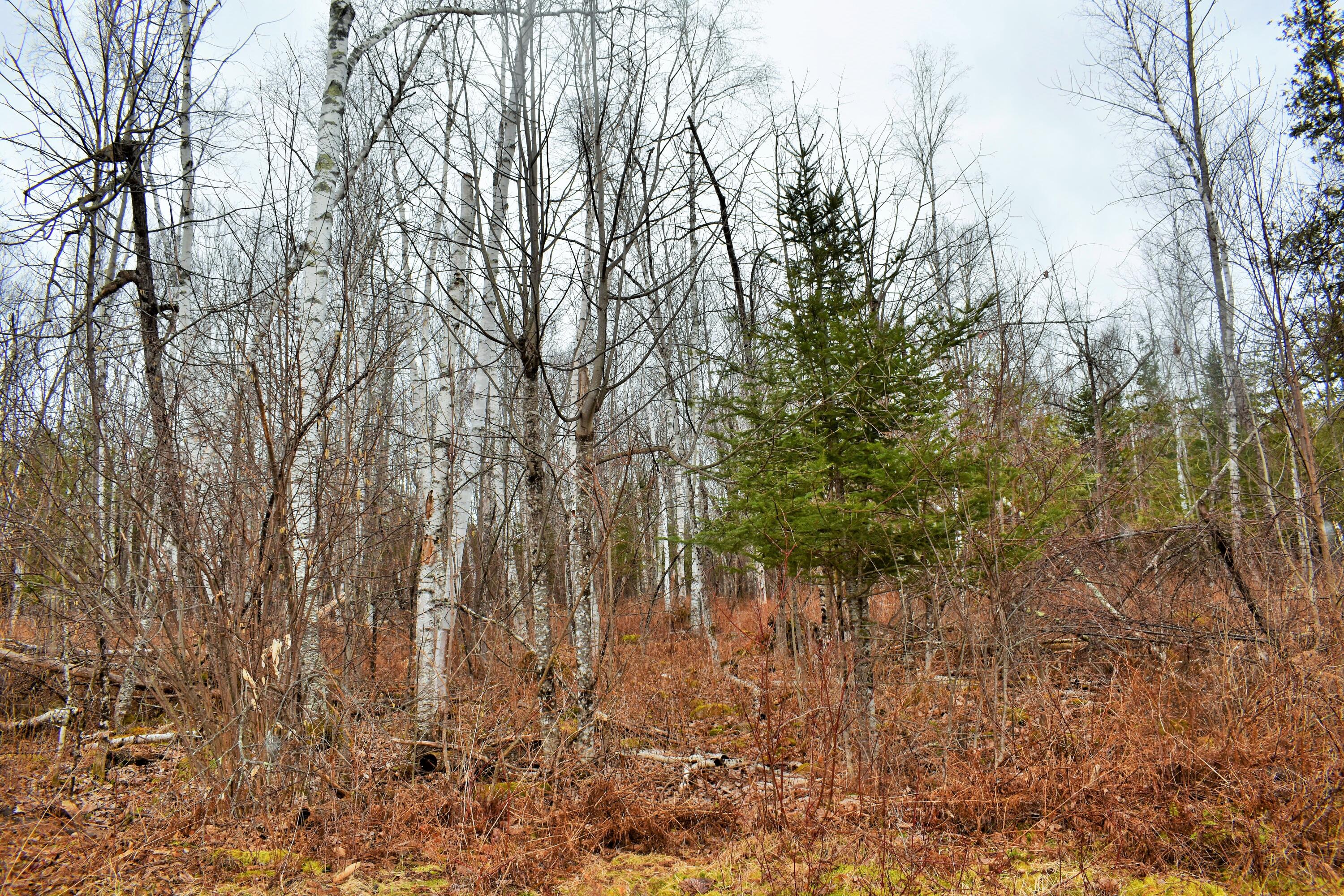 90 Cotta Lane St. Albans, ME 04971 - Photo 13 of 24 DSC_0426