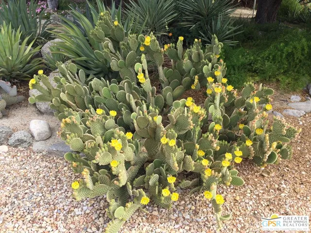 a picture of flowers