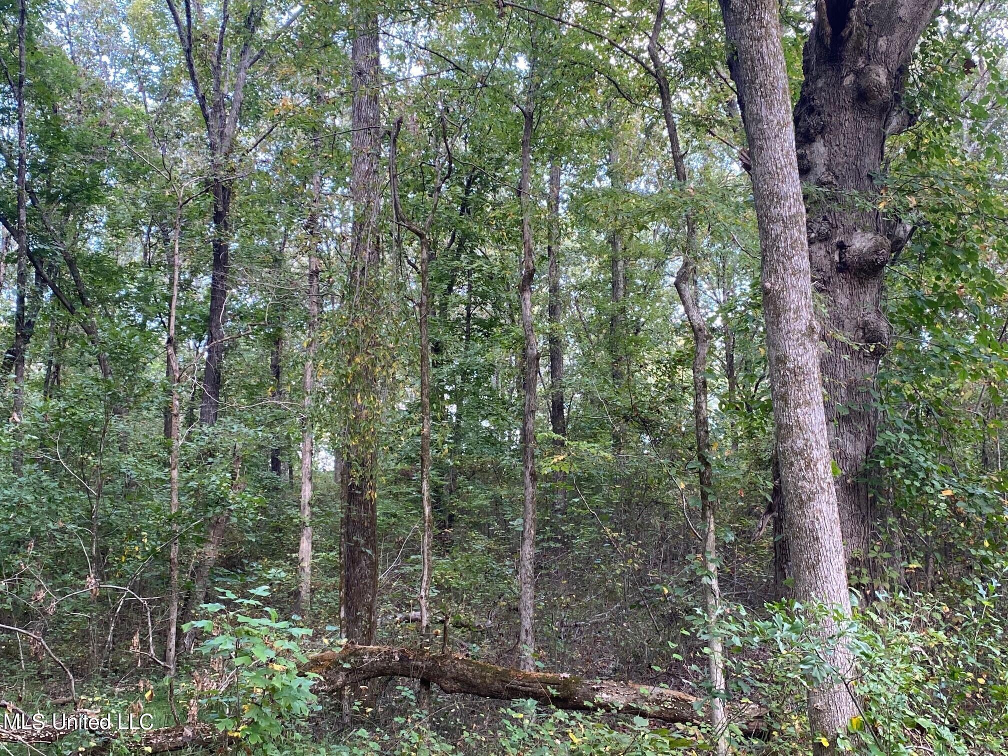 Moore Road Red Banks, MS 38661 - Photo 17 of 26 RB woods 1
