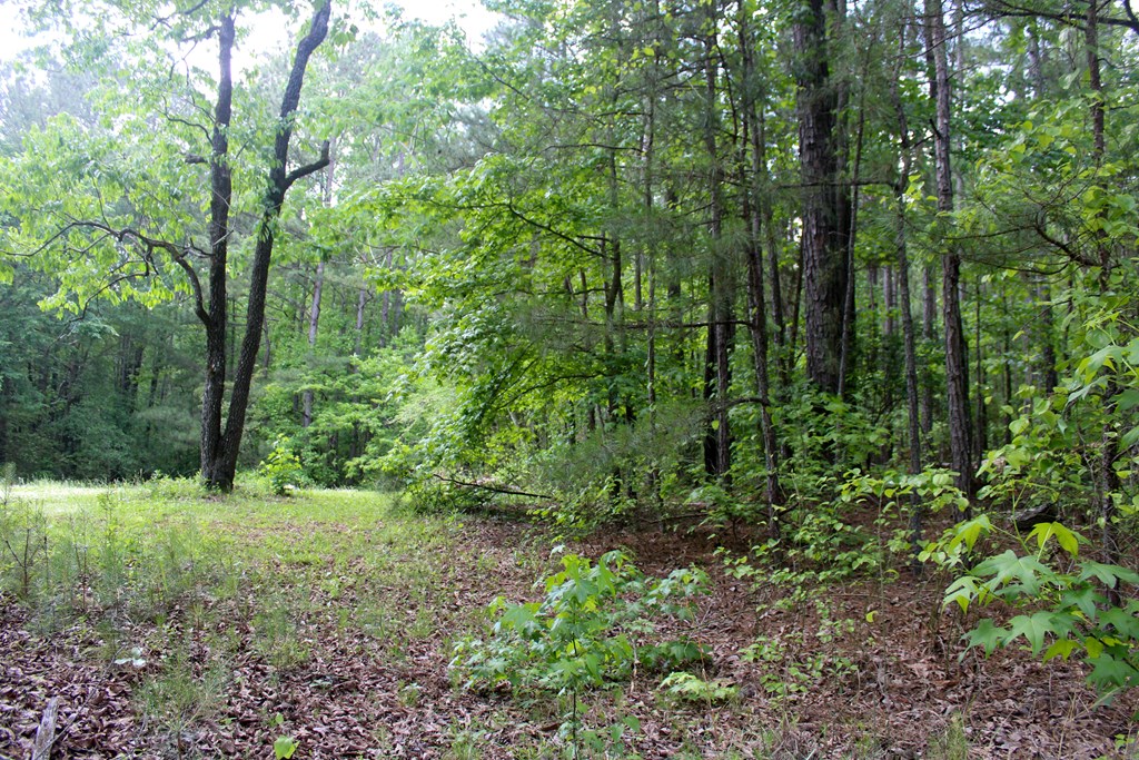 0 Mount Carmel Road Newnan, GA 30263 - Photo 3 of 6 Gallery Image 3