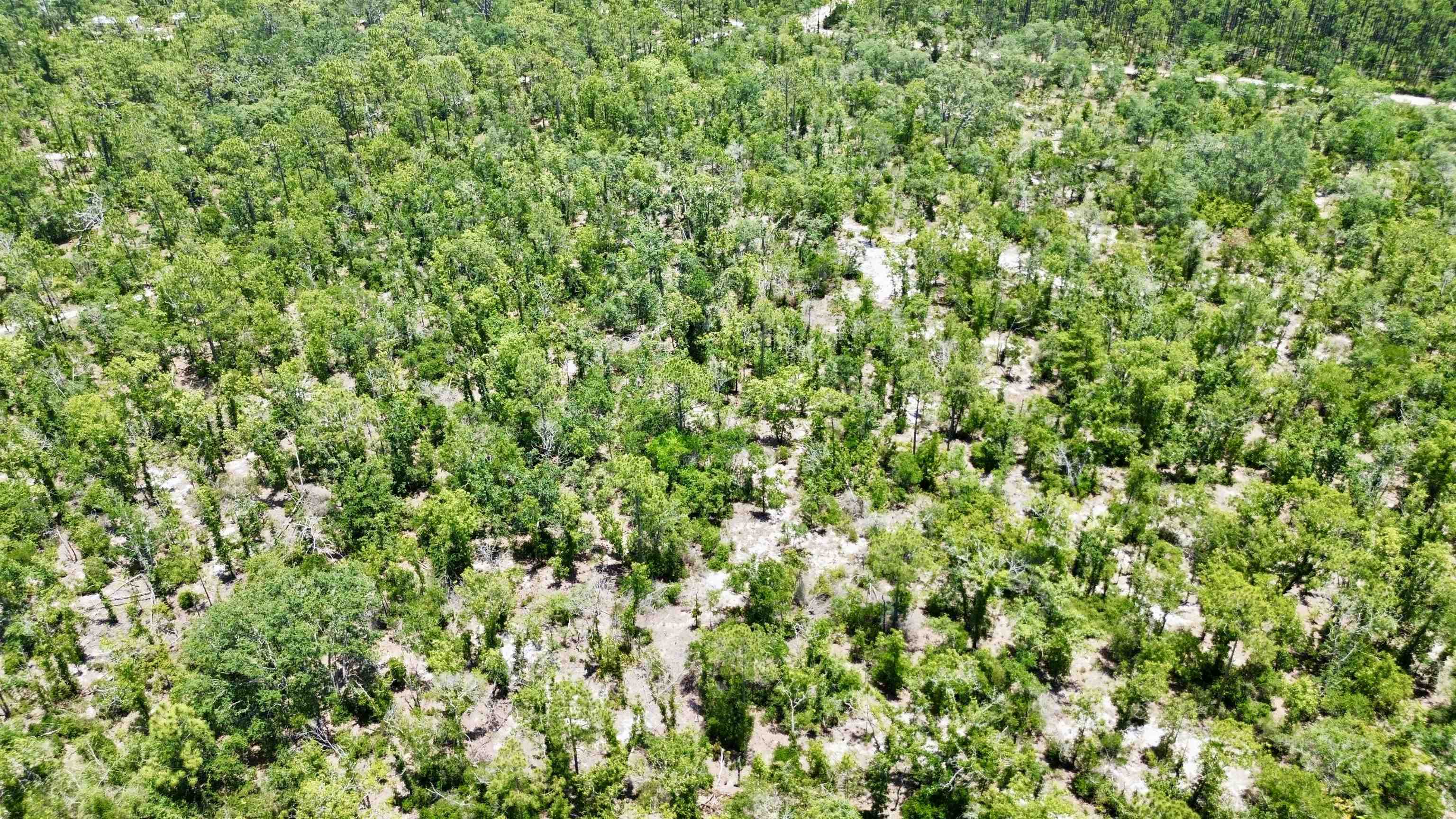 0 Clearwater Creek Lane Perry, FL 32348 - Photo 20 of 33