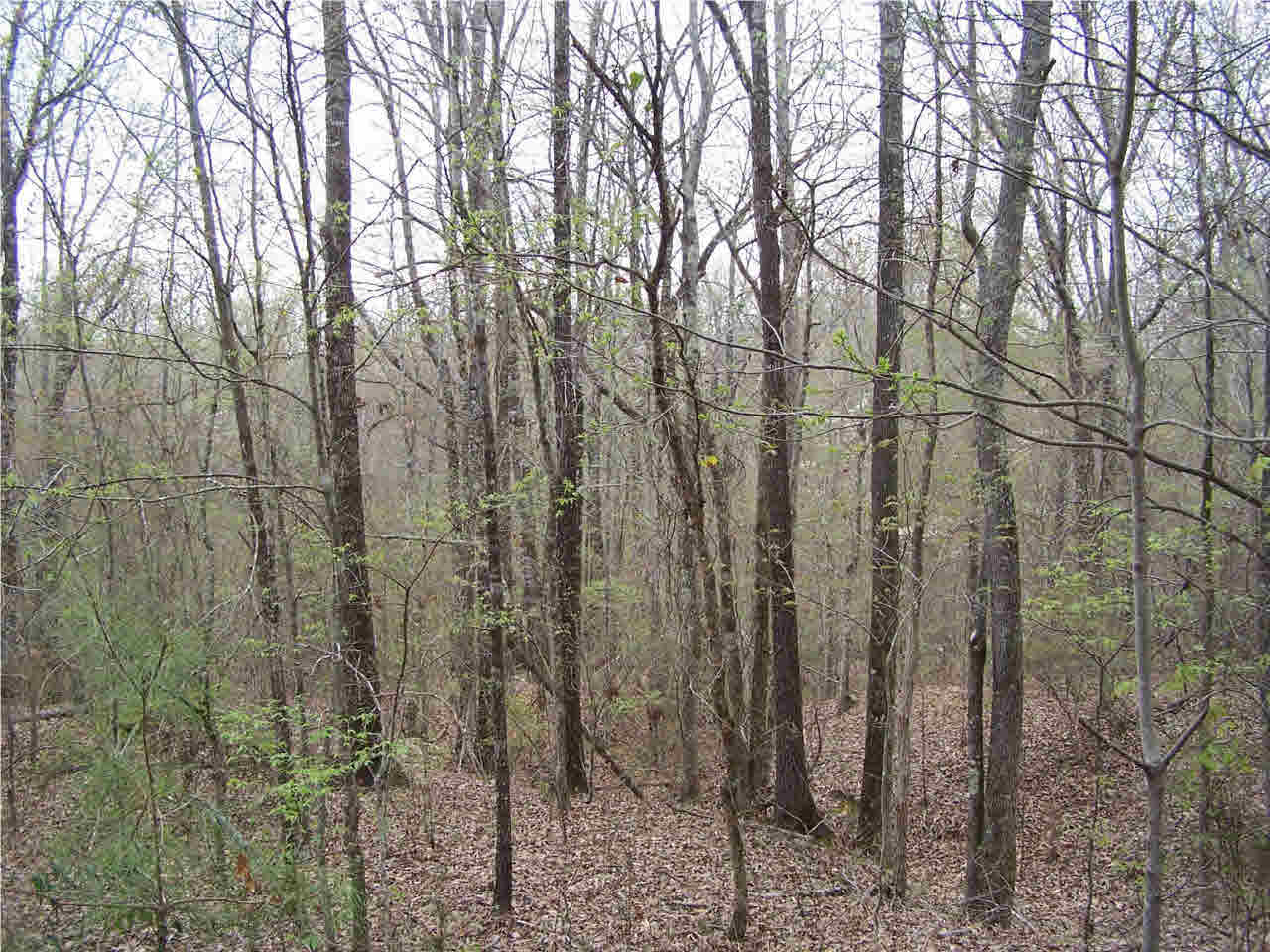 1 Damascus Church Road Durant, MS 39063 - Photo 4 of 24 Photo 4