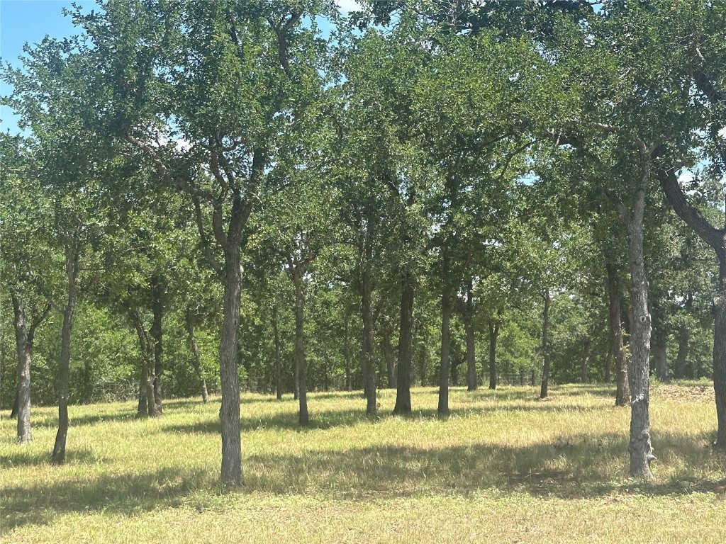 1231 Oak Grove Road Luling, TX 78648 - Photo 4 of 40 a view of a yard with a tree