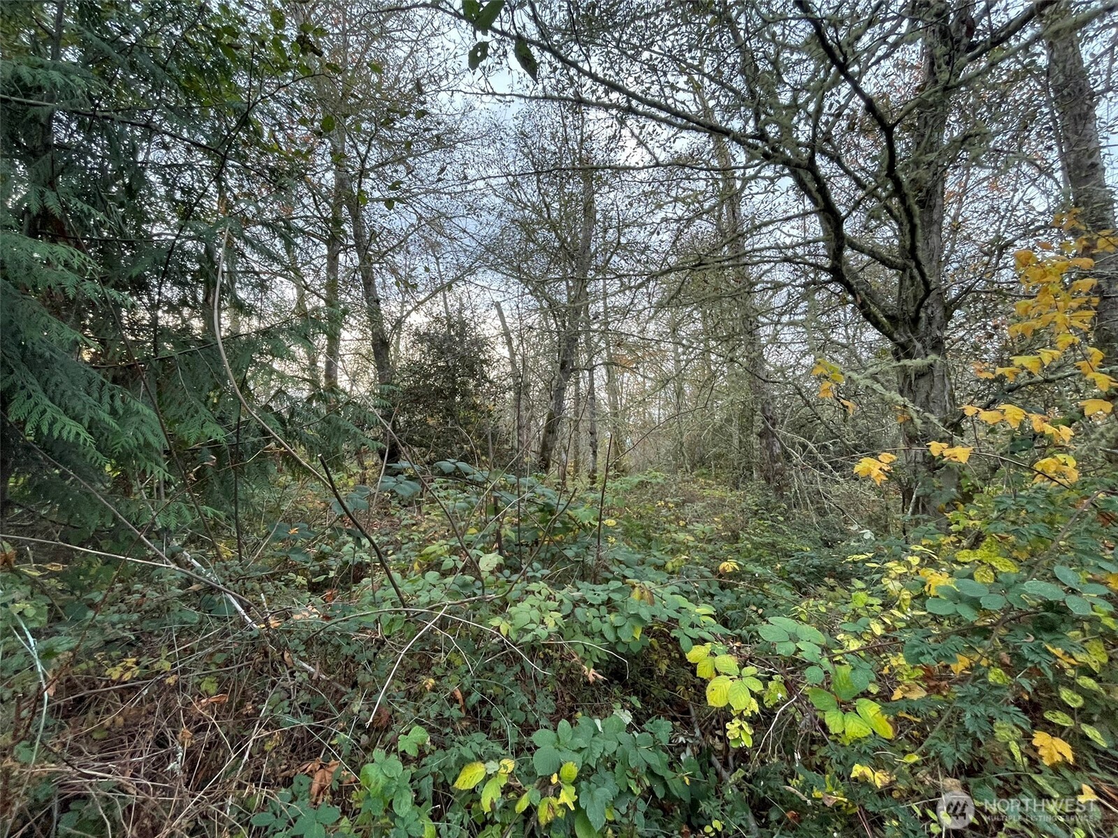 10312 Southwest 156th Street Vashon, WA 98070 - Photo 2 of 6 a view of a yard with a tree