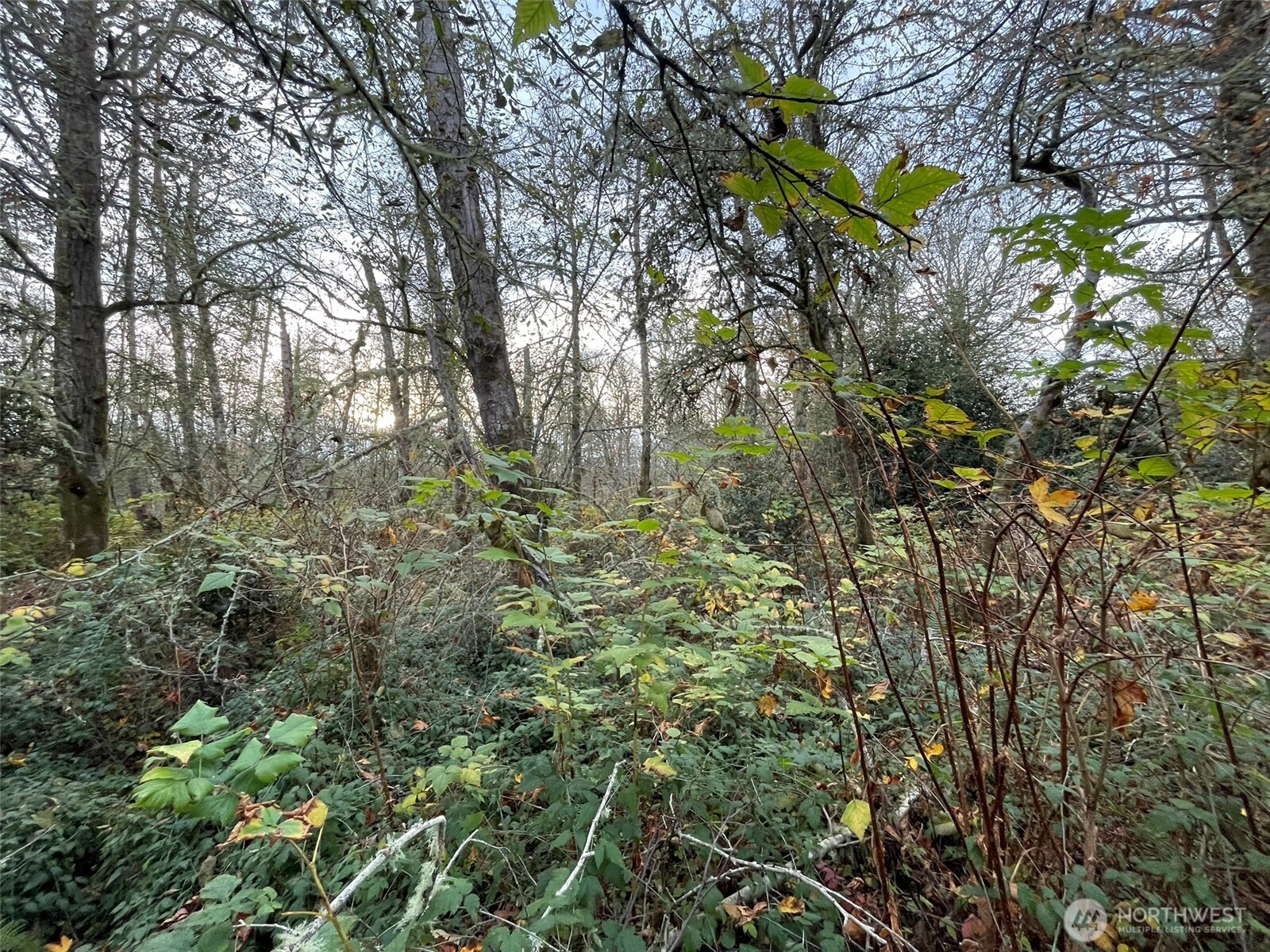 10312 Southwest 156th Street Vashon, WA 98070 - Photo 3 of 6 a picture of a tree