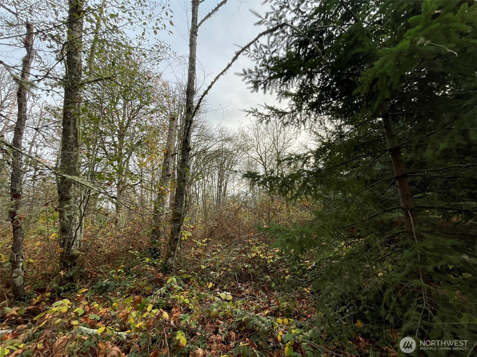 10312 Southwest 156th Street Vashon, WA 98070 - Photo 4 of 6 a view of a yard