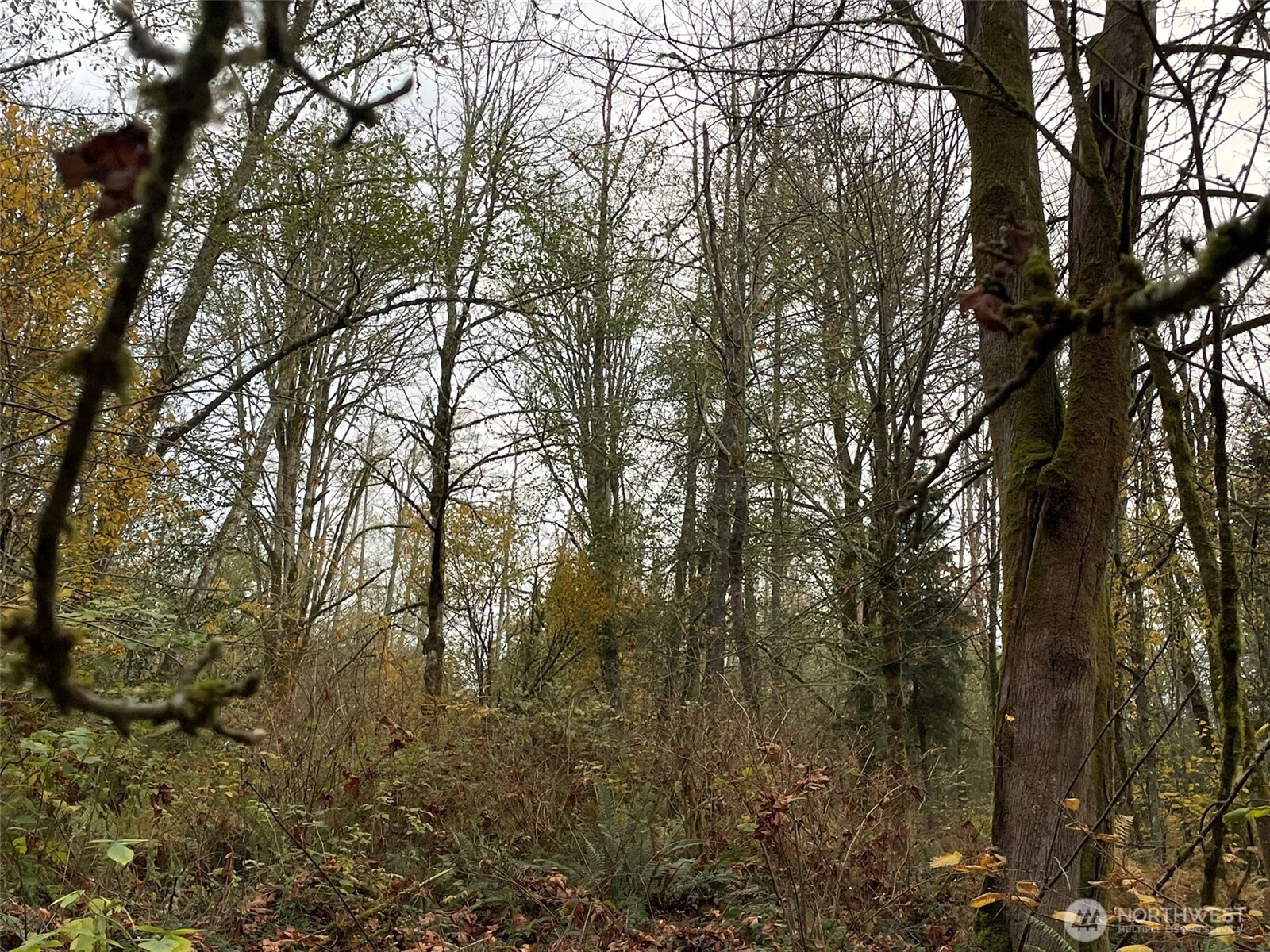 10312 Southwest 156th Street Vashon, WA 98070 - Photo 5 of 6 a view of forest