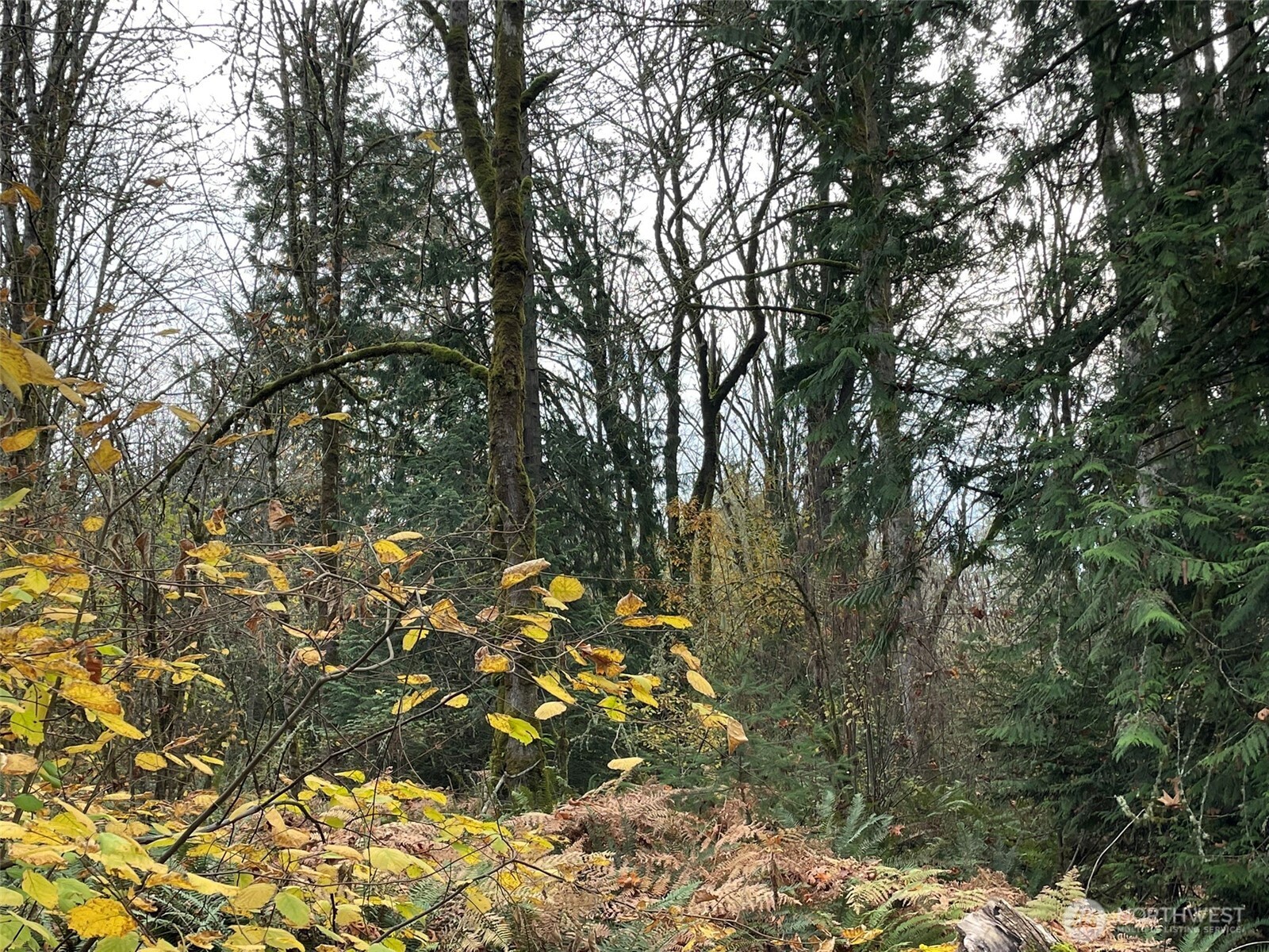 10312 Southwest 156th Street Vashon, WA 98070 - Photo 6 of 6 a view of a forest