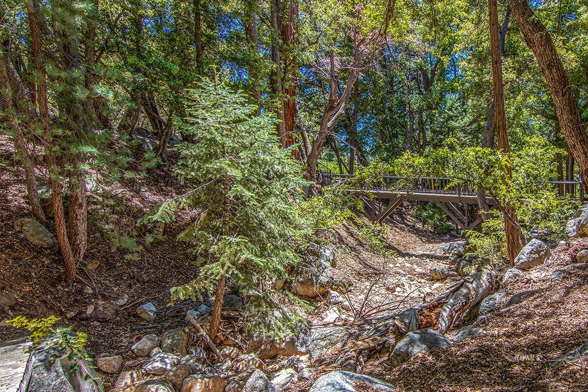 25670 Glen Road Idyllwild, CA 92549 - Photo 54 of 66 a backyard of a house with lots of plants and large trees