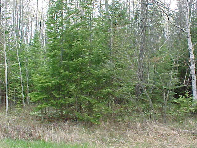 10-acres South North Hulbert Road Eckerman, MI 49728 - Photo 2 of 6 Gallery Image 2
