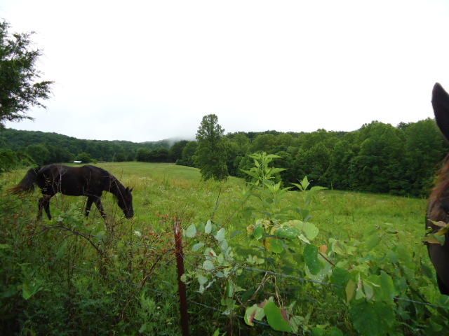 21.34-acre Baptist Ridge Road Hilham, TN 38568 - Photo 31 of 35 30